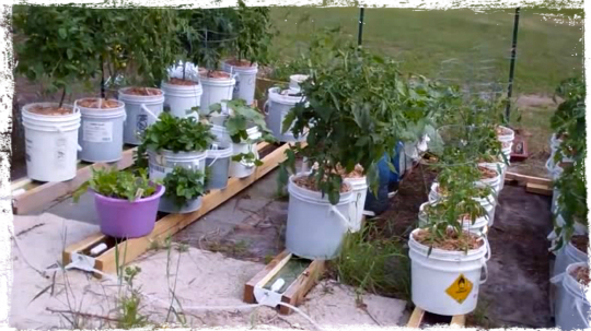 Rain Gutter Grow System Permaculture Food Forest